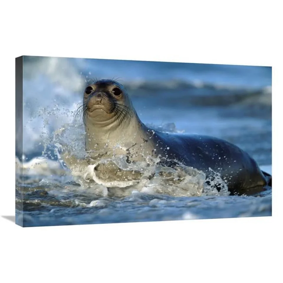 Baking 20 x 30 in. Northern Elephant Seal Female in Splashing Surf, North America Art Print - Tim Fitzharris